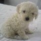 mi perrita tiene 2 meses es blanquisima